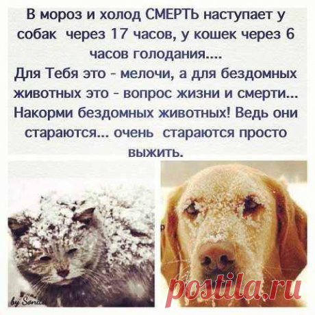 Не будьте равнодушны, не проходите мимо!!! | Все о наших питомцах