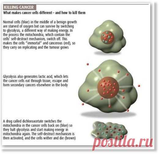 Учёные вылечили рак, но этого никто не заметил ! | Golbis