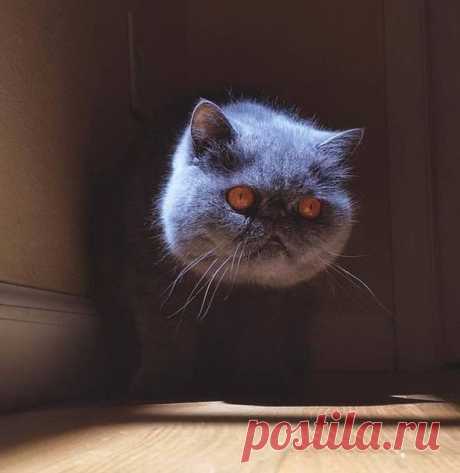 Настоящий Чеширский кот❤