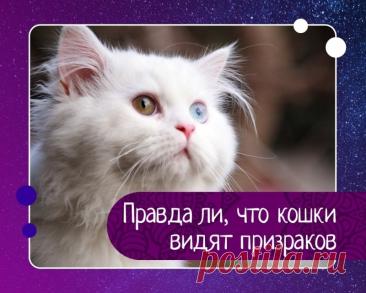 Могут ли кошки видеть призраков: народные приметы и что об этом говорит наука