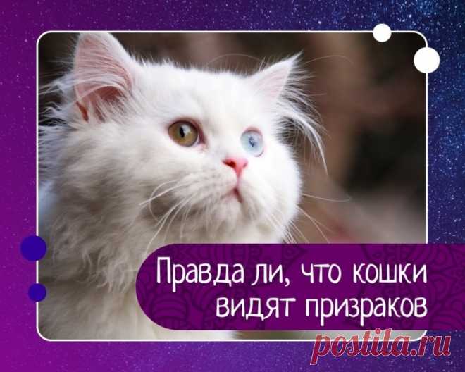 Правда ли, что кошки видят призраков — Эзотерика, психология, философия