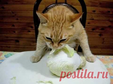 Cat Eat Cabbage
