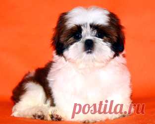 Помет О - HASHANAH HOT N SPICY + CHESVET LINE ZIPPY FUNNY GIRL