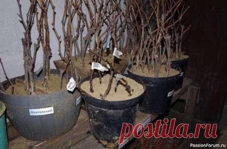 Дачникам. Как спасти черенки до весны Как спасти черенки до весны: три надёжных способа без ошибок.Зима &mdash; не повод терять посадочный материал. Если вы заготовили черенки осенью, важно сохранить их живыми, сочными и готовыми к укоренению. Главное &mdash; обеспечить стабильную прохладу, влажность и защиту от морозов,...