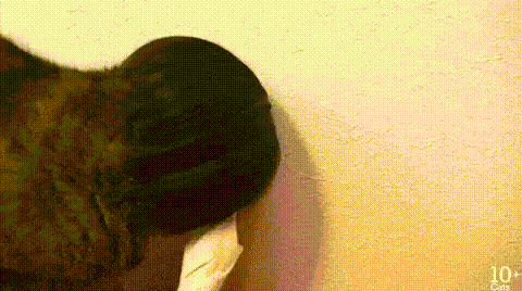 Интересно - 50 GIF-доказательств, что коты — чертовски весёлые ребята