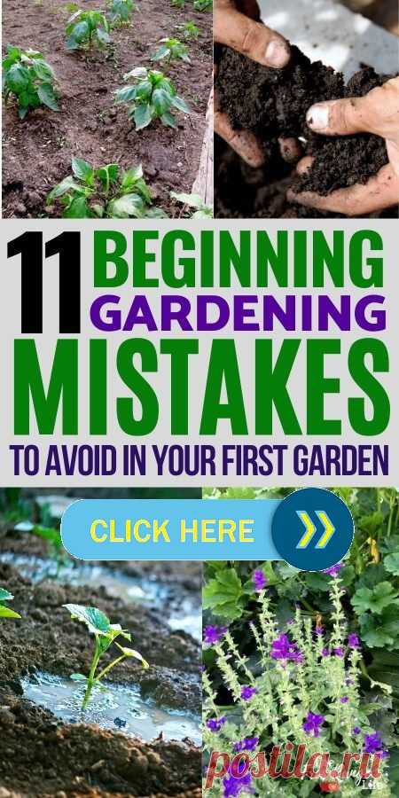 11 Beginning gardening mistakes