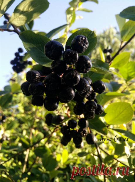 А вы знаете, как правильно обрезать ягодные кустарники весной? | Сад Анны Гауэр | Яндекс Дзен