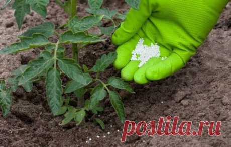 Как правильно подкармливать, помидоры, огурцы, клубнику и перцы в конце июня и июля, народные средства — Дачный участок