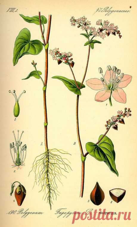 Гречиха разжижает кровь и не только