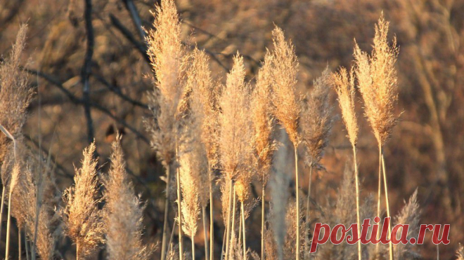 ФОТОМАСТЕРСКАЯ ПРИРОДЫ
Владимир Ефимов