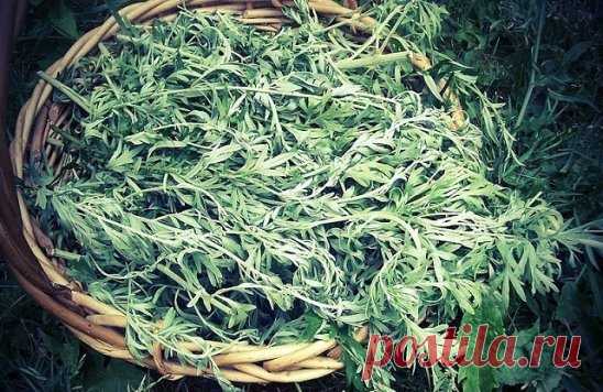 РАСТЕНИЕ, КОТОРОЕ УБИВАЕТ 98% РАКОВЫХ КЛЕТОК ЗА 16 ЧАСОВ!
И оно растет у нас!
Артемизинин, 