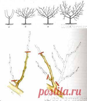 Как правильно формировать крону персика? - форум: вопрос-ответ | WebFermer-ВебФермер