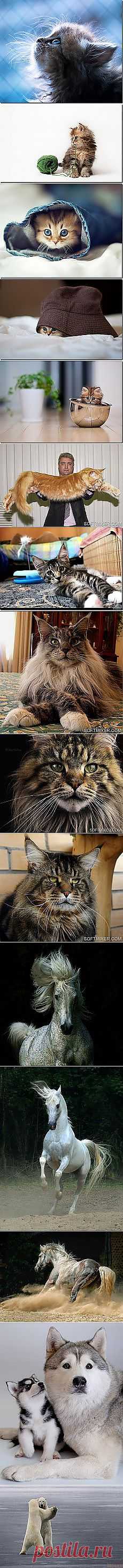 леонид зиппа: мои домашние питомцы | Постила.ru