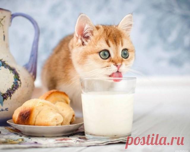 Прикольных котов пост - ЯПлакалъ