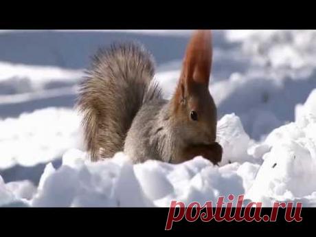 Музыкальное ассорти