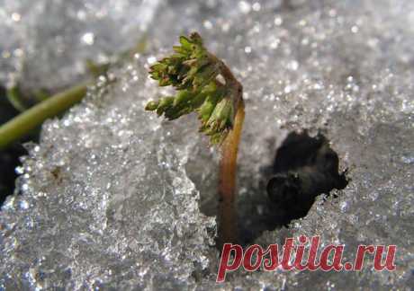 Здоровый урожай в теплице - Сад для всей семьи - практическое садоводство