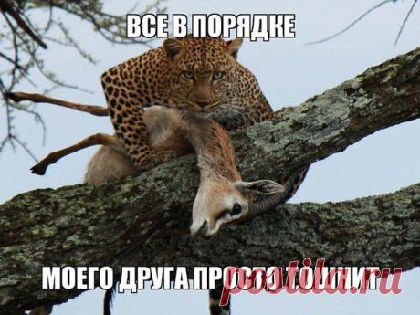 Смешные картинки - 366