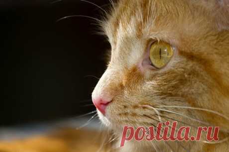 Потерялся кот: что делать
Если у вас когда-нибудь терялся кот, то вам знакомо это ужасное чувство растерянности, страха и беспомощности. Куда бежать, где его искать? Мы составили подробную инструкцию о том, что делать, если у вас потерялся кот.