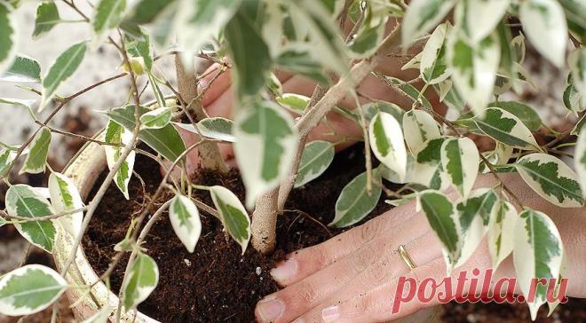 Фикус: уход на Supersadovnik.ru