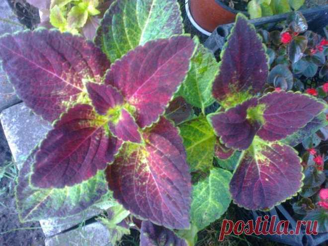 Колеус (Coleus «Kona Red»): фотогалерея сорта ~ Planetalsad