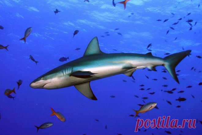 Шёлковая акула, или широкоротая акула (Carcharhinus falciformis). Иногда ее также называют рифовой или серповидной акулой. 
Встречается шёлковая акула по всем миру в тропических и субтропических регионах, как в океане так и поблизости от побережья. 
Обычно акула охотится на рыб, но также и на моллюсков. 
Шёлковая акула достигает в длину 3,3 м, при максимальном весе 346 кг. Максимальный срок жизни составляет не менее 22 лет.