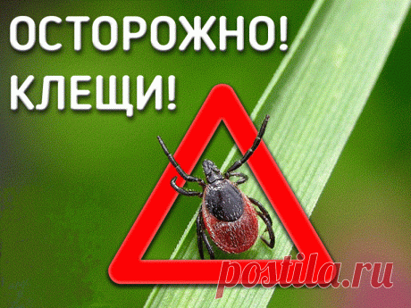 Как самостоятельно удалить клеща? Инструкция &amp;raquo; Женский Мир