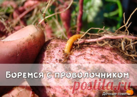 Боремся с проволочником
Редко какой огород не страдает от проволочника, разве что только тот, на котором постоянно высаживаются сидераты — горчица, горох, фацелия, отпугивающие вредителя. Возможно, этот способ и наиболее действенный, но не у каждого есть желание и возможность тратить время и усилия на выращивание дополнительных культур.
Есть много других способов, но вряд ли какое-то одно средство поможет справиться с щелкуном и его личинками — более действенным будет все-таки комплекс мер