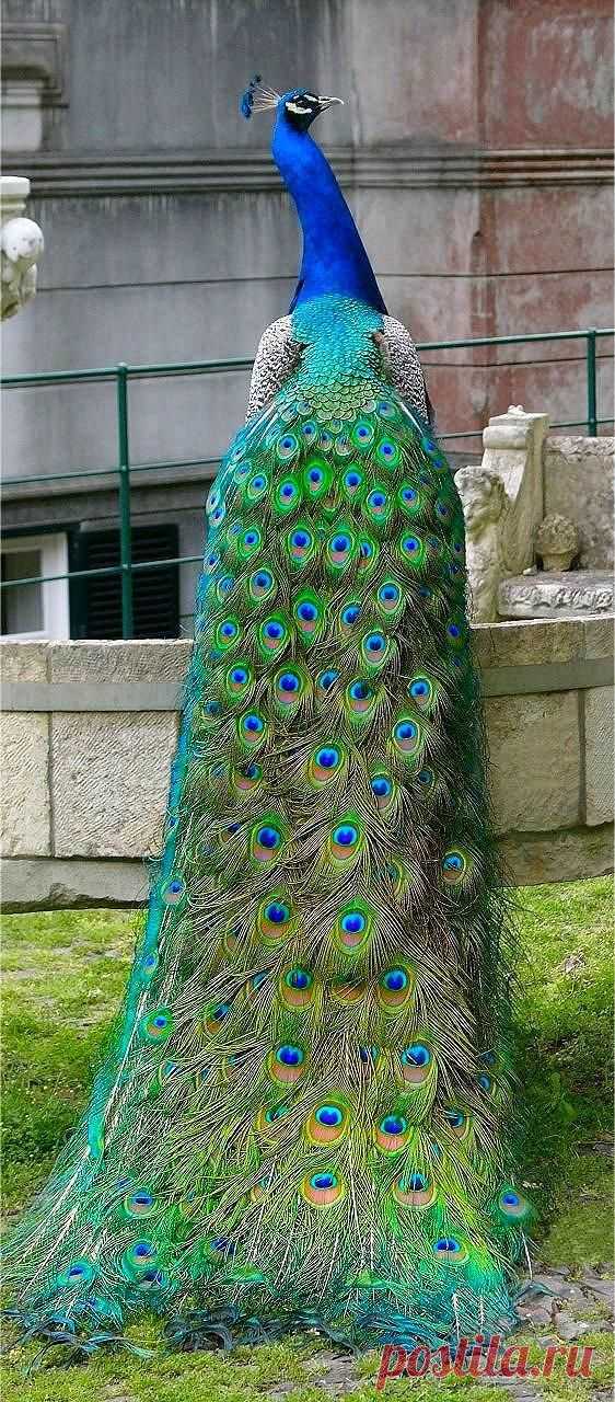 птицы