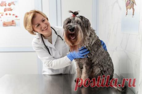 Распространенные болезни собак: симптомы, лечение и профилактика