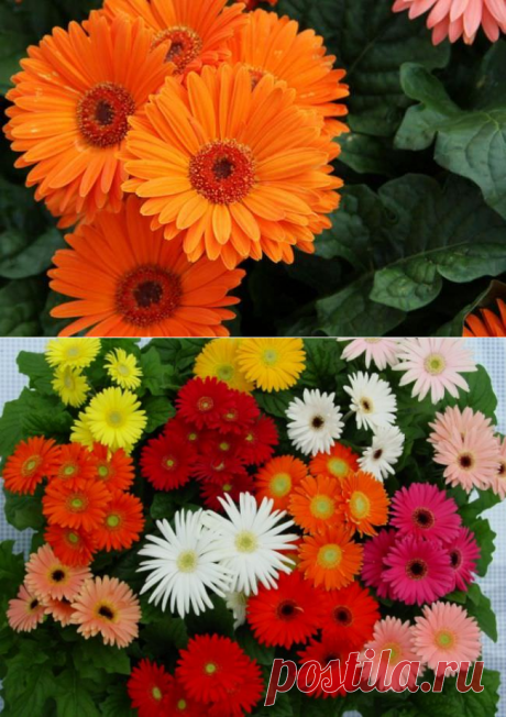 Как выращивать домашние герберы: сорта, посадка, уход