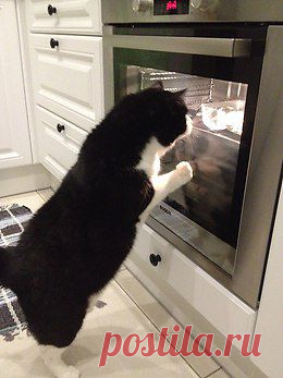 Без кота и жизнь не та