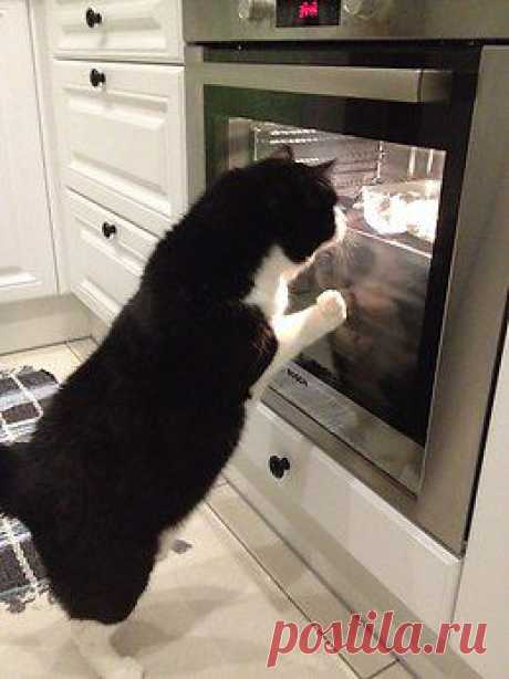 Без кота и жизнь не та