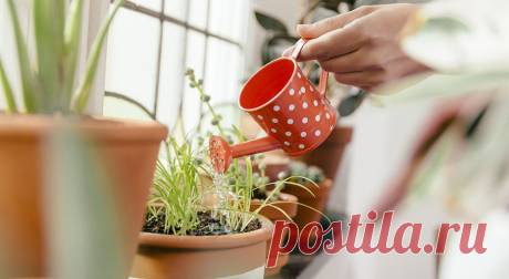 Растения с ярким ароматом, которые можно выращивать дома | Журнал Домашний очаг