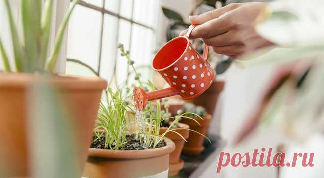 Растения с ярким ароматом, которые можно выращивать дома | Журнал Домашний очаг