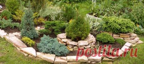 Хвойники в ландшафтном дизайне сада | superdacha.com