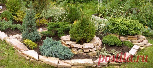 Хвойники в ландшафтном дизайне сада | superdacha.com