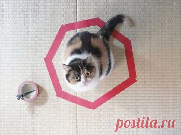 Смешные снимки котиков, логику которых понять сложно