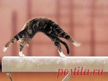 Кот (Котофул комьюнити): - nadegdacherepaschuk@gmail.com - Gmail