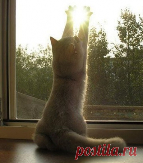 Коты - как послание свыше!