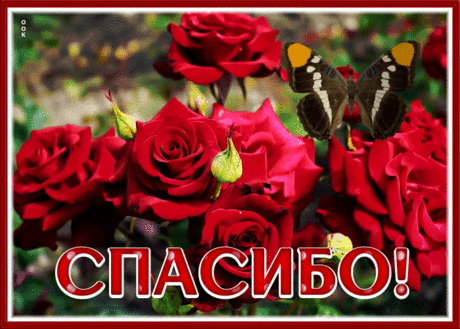 Открытка спасибо с великолепными красными розами