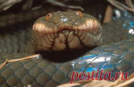 Plumbeous water snake (Enhydris plumbea). Northern Vietnam.