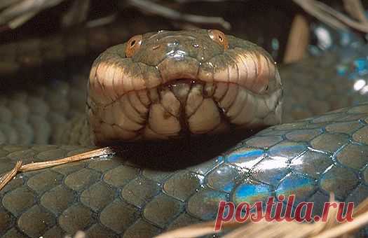 Plumbeous water snake (Enhydris plumbea). Northern Vietnam.