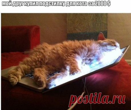 Ну с котейкой не поспоришь ¯\_(ツ)_/¯