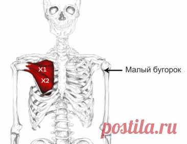 Подлопаточная мышца