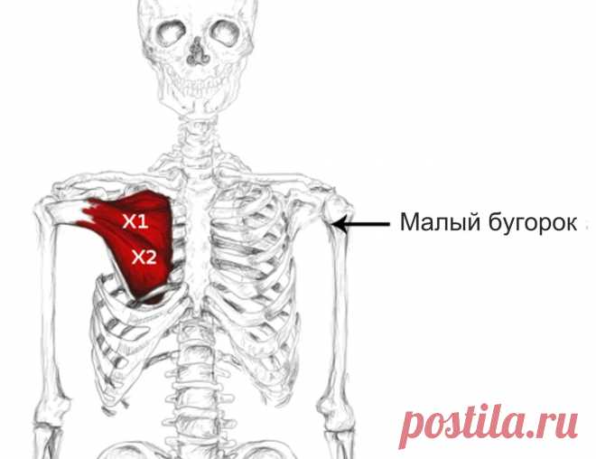 Подлопаточная мышца