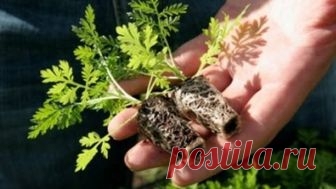 Трава которая дарит жизнь и убивает 98 процентов раковых клеток 3 секретных рецепта лечения рака