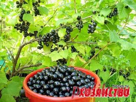 Чем подкормить ягодники