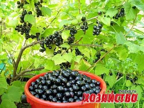 Чем подкормить ягодники