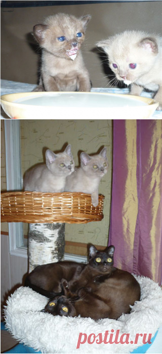 Кормление вашей кошки. Делайте это правильно! | Кормление и уход