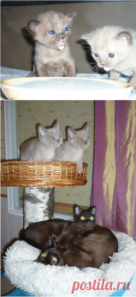 Кормление вашей кошки. Делайте это правильно! | Кормление и уход